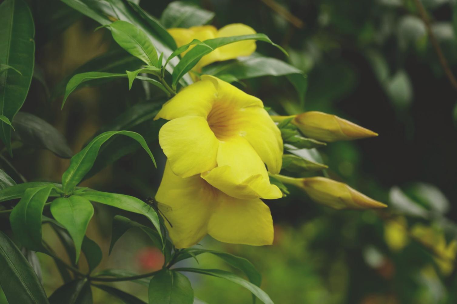 Koleksi beragam karangan bunga Viorae untuk berbagai momen spesial