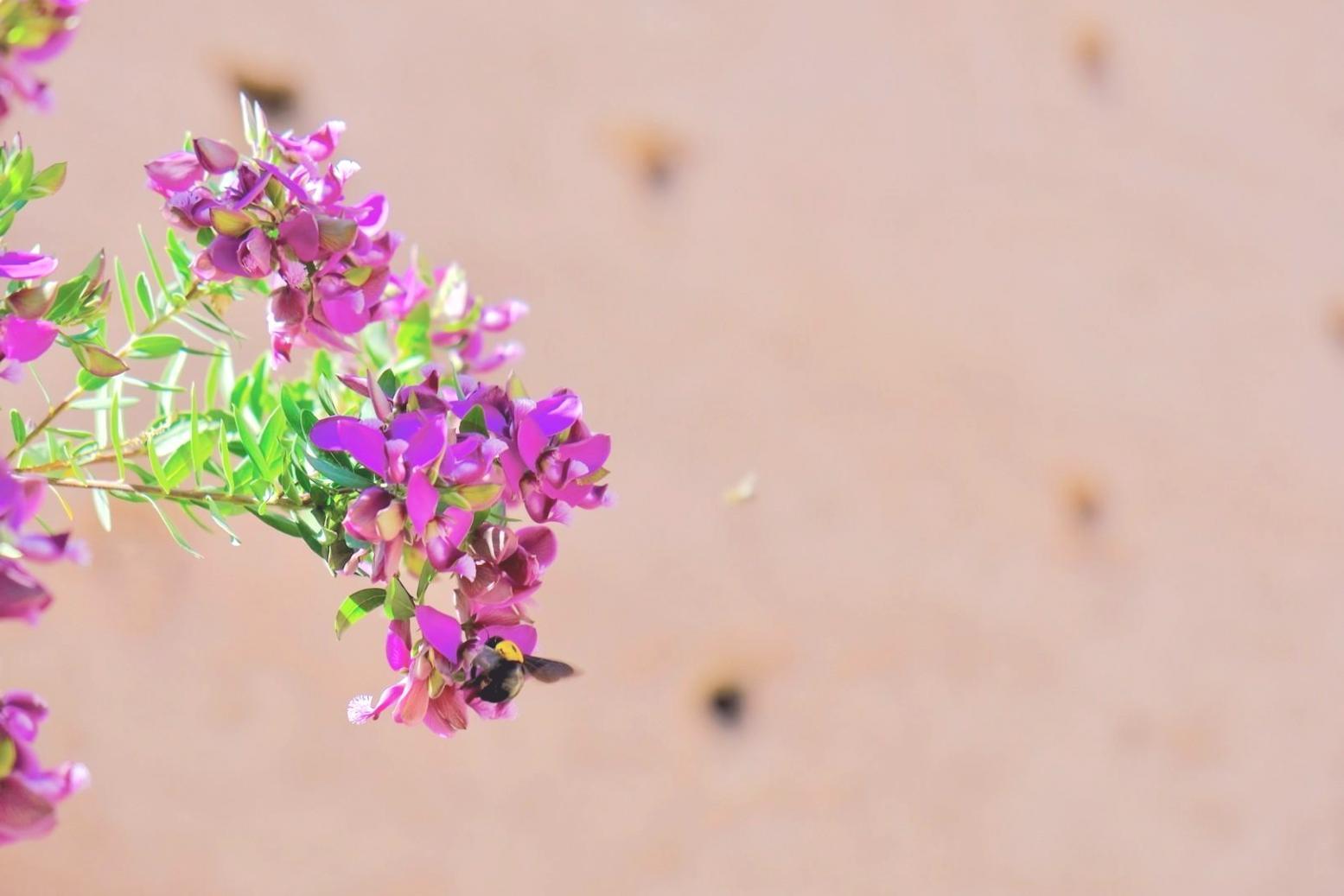 Rangkaian bunga Viorae yang menunjukkan detail keahlian dan kualitas tinggi