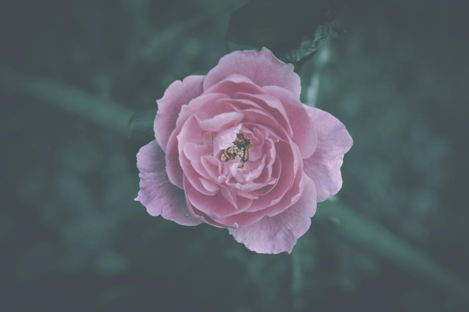 Proses workshop keluarga dalam membuat buket bunga bersama-sama sebagai aktivitas bonding yang bermakna